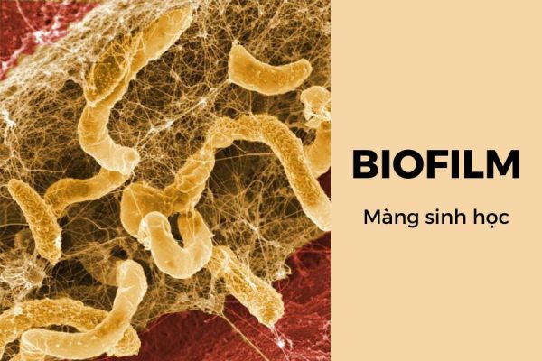 endosan loại bỏ biofilm