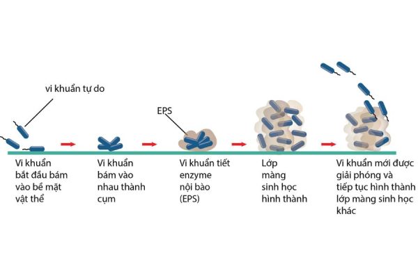 loại bỏ biofilm