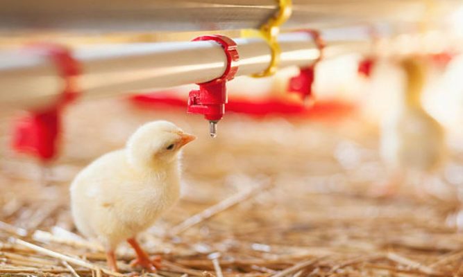 Endosan ứng dụng trong chăn nuôi